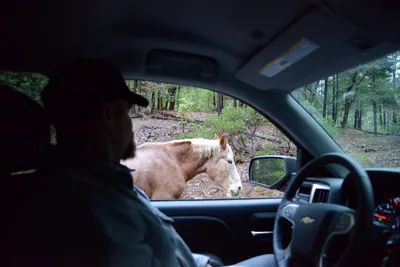 DSC_0960 (Large).JPG